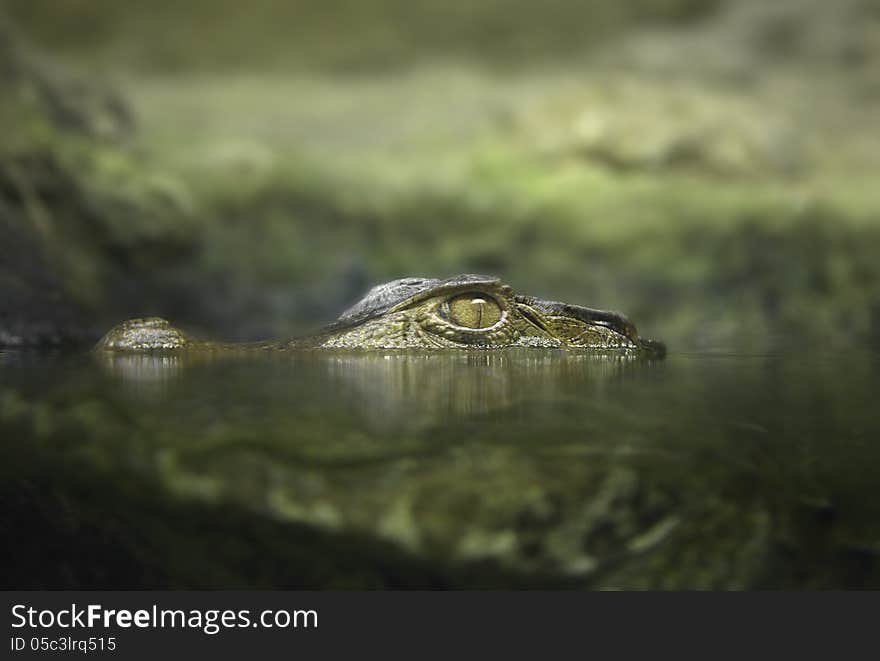 Caiman in the water