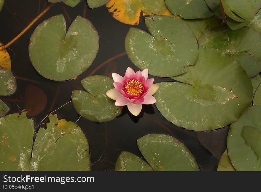 Pink Waterlily Flower