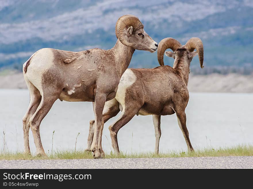 Pair of Canadian Mountain Sheep by Japer Canada. Pair of Canadian Mountain Sheep by Japer Canada