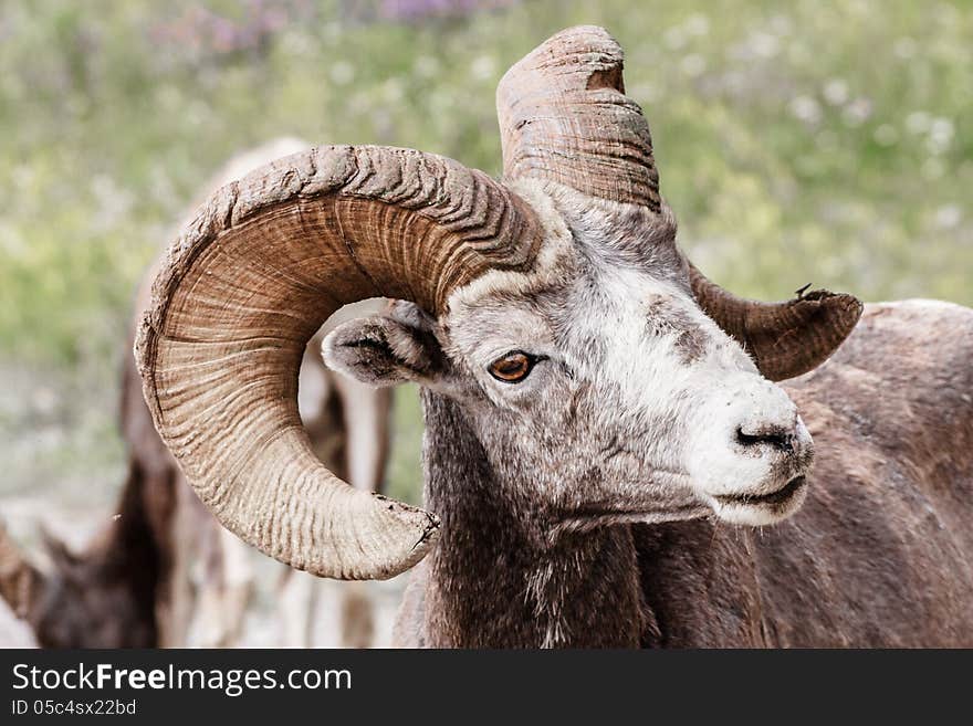 Canadian Mountain Sheep by Japer Canada. Canadian Mountain Sheep by Japer Canada