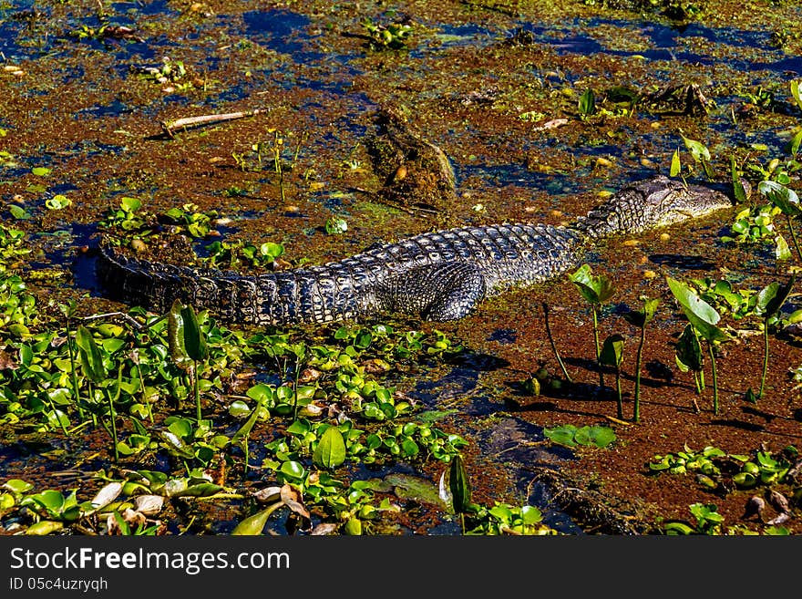 A Wild Alligator in the Swampy Waters of Brazos Bend State Park, Texas.