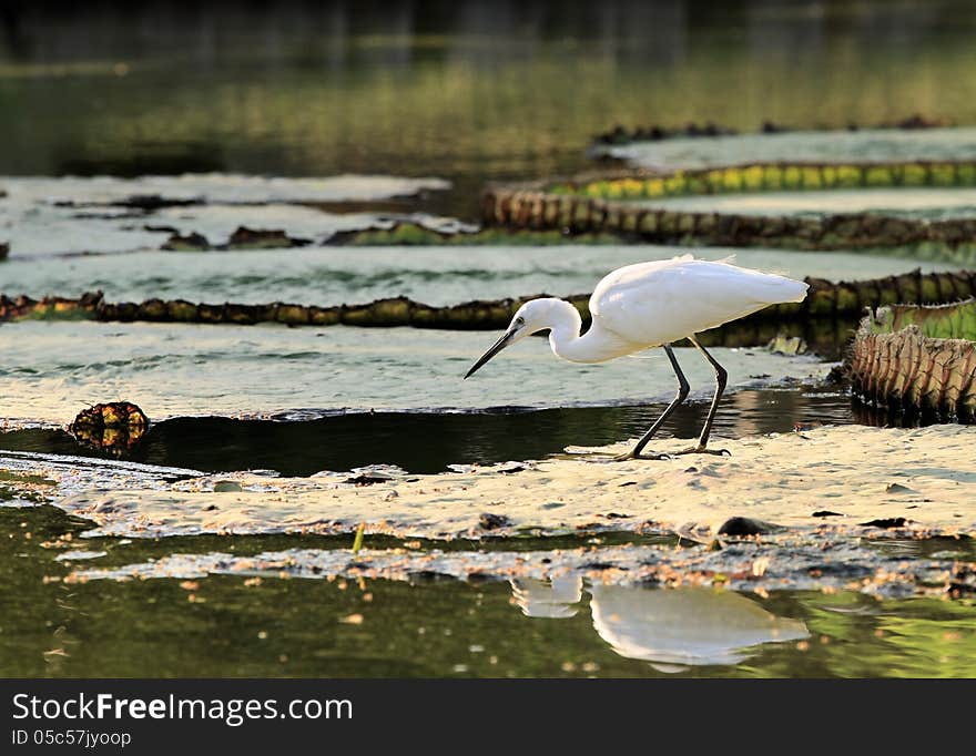 Little Egret