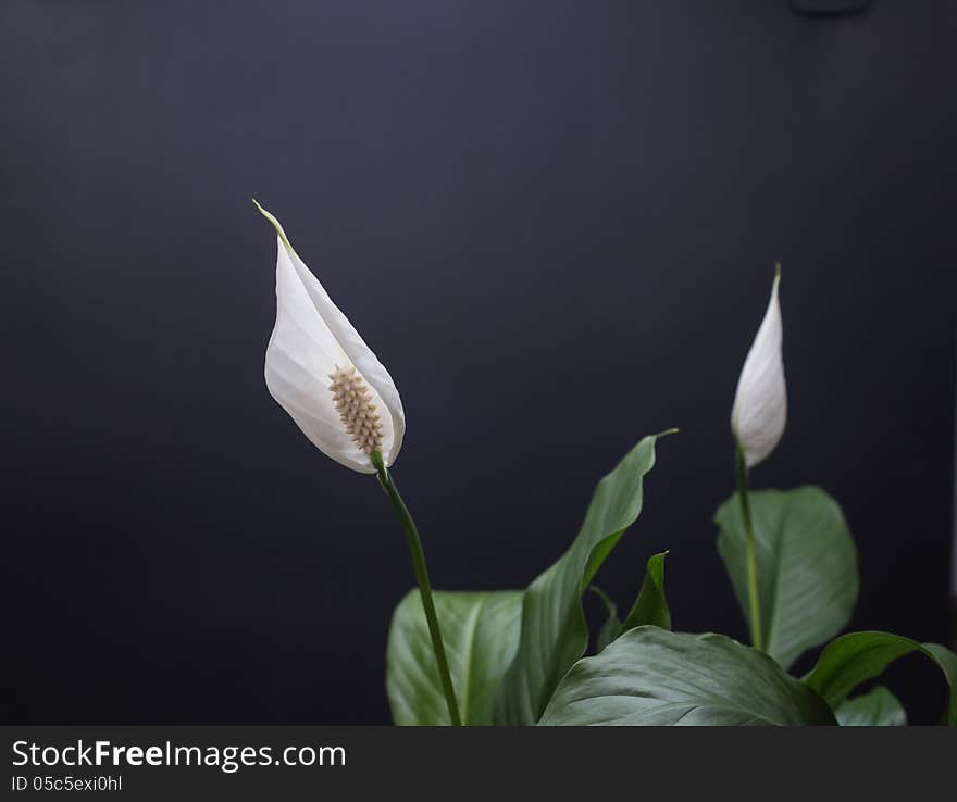 Smooth and crane taro, perennial evergreen leaf plants, flowers like crane crane their necks, graceful, white, pure and quiet, and peaceful white flowers.