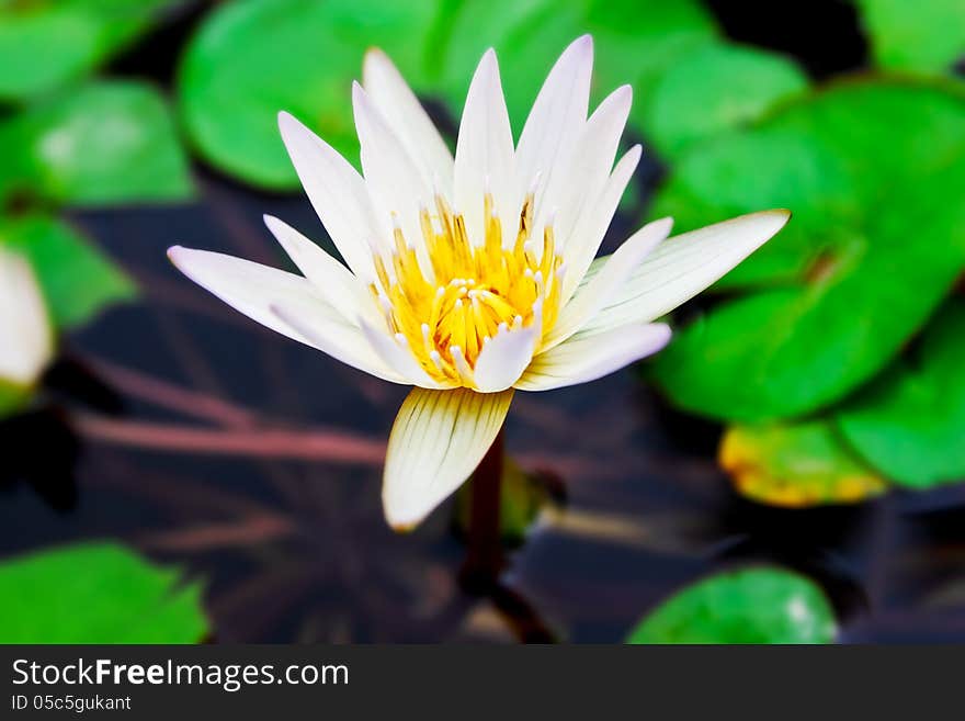 Beautiful small white lotus background