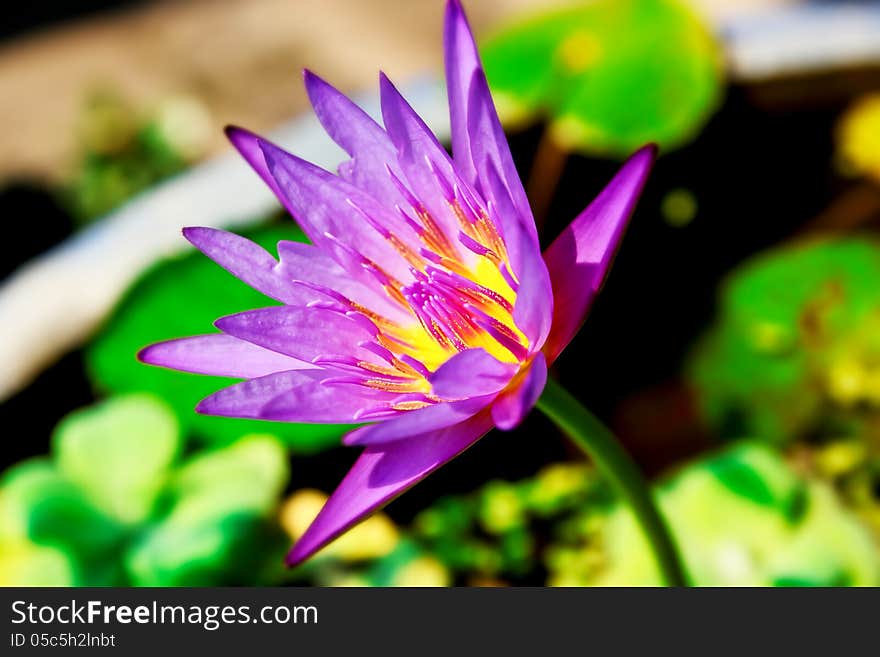 Beautiful purple water lilly nature background. Beautiful purple water lilly nature background