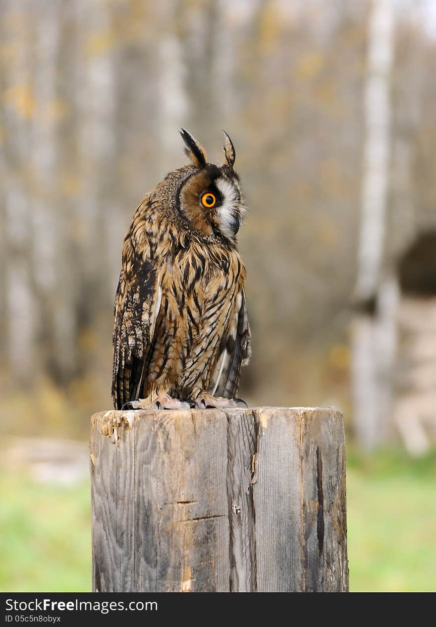 Young Euroasian eagle owl