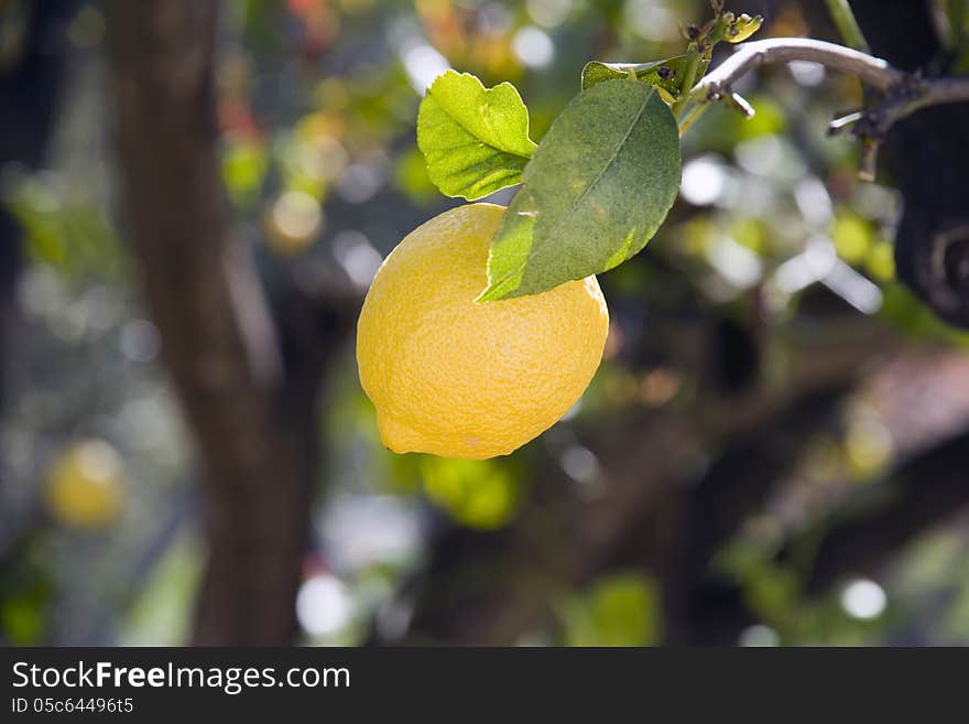 A single lemon on a tree branch before harvesting. A single lemon on a tree branch before harvesting