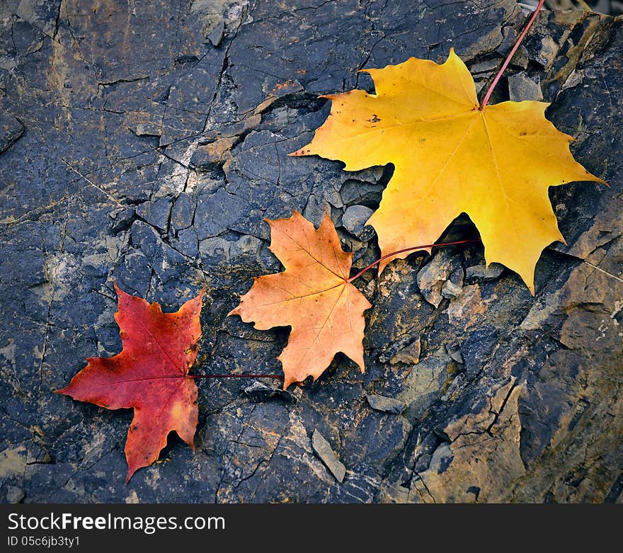 Colored maple leaf on cracked stone background. Colored maple leaf on cracked stone background