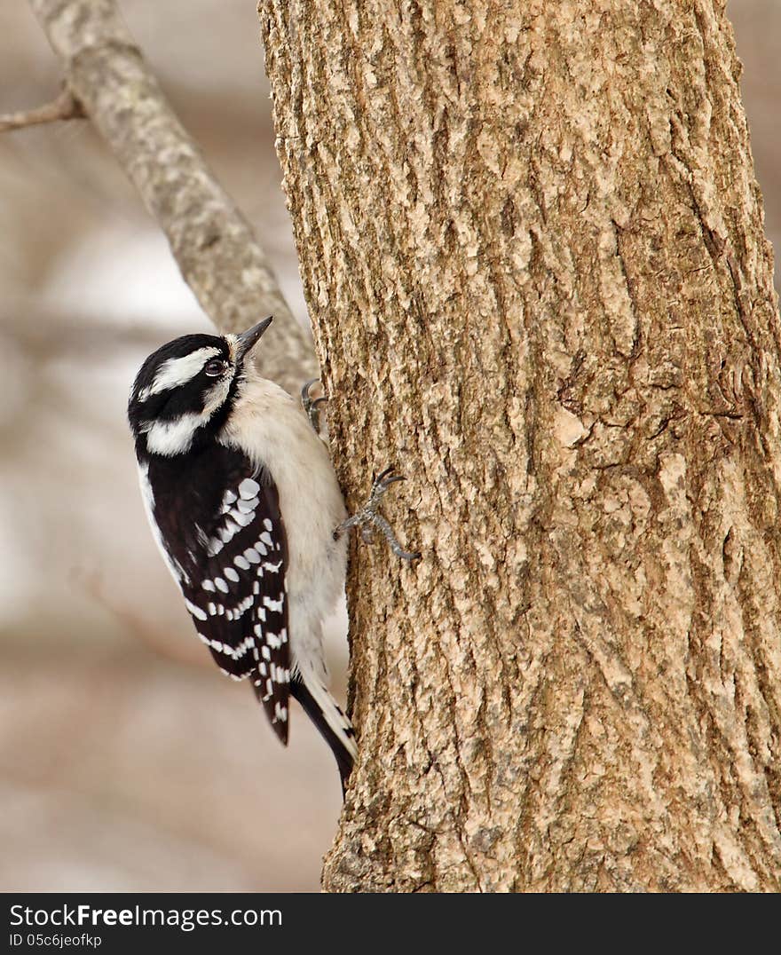 Female Downy Woodpecker