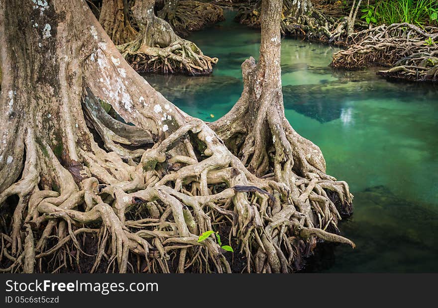 Klong song nam Pier, Krabi, Thailand