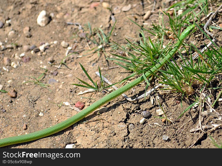 A green garter snake basks in the sun on a trail in Cedar Hill State Park near Dallas, Texas.