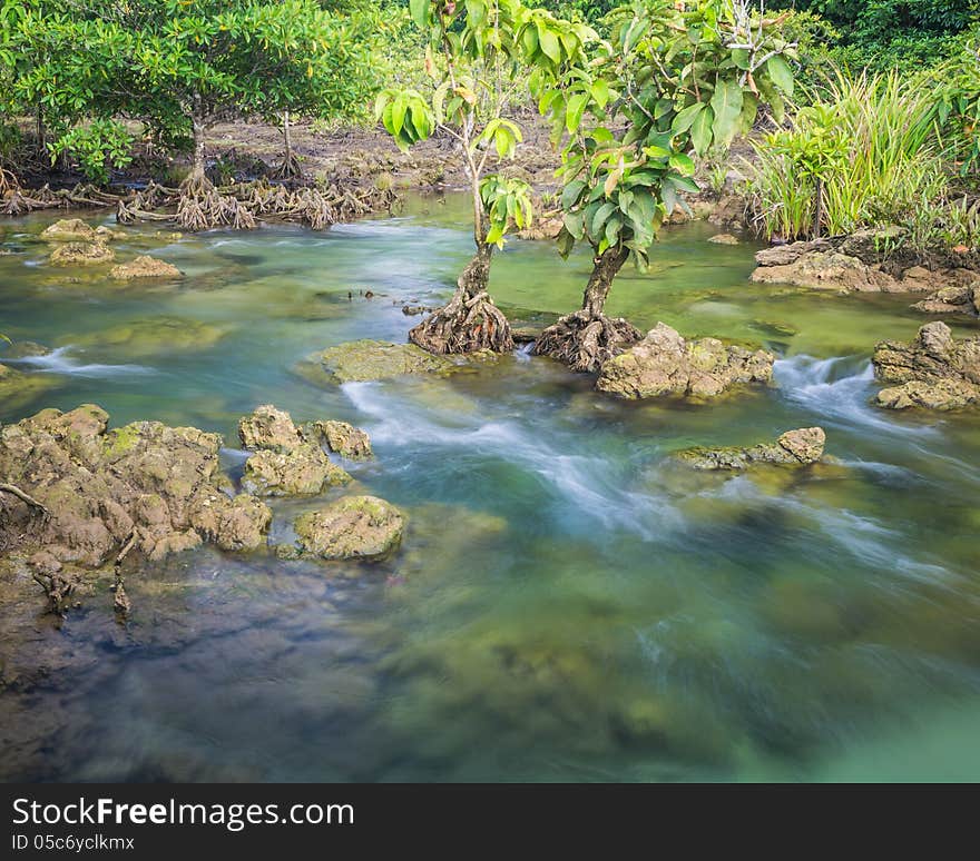 Klong song nam Pier where fresh and sea water are mixed. Klong song nam Pier where fresh and sea water are mixed