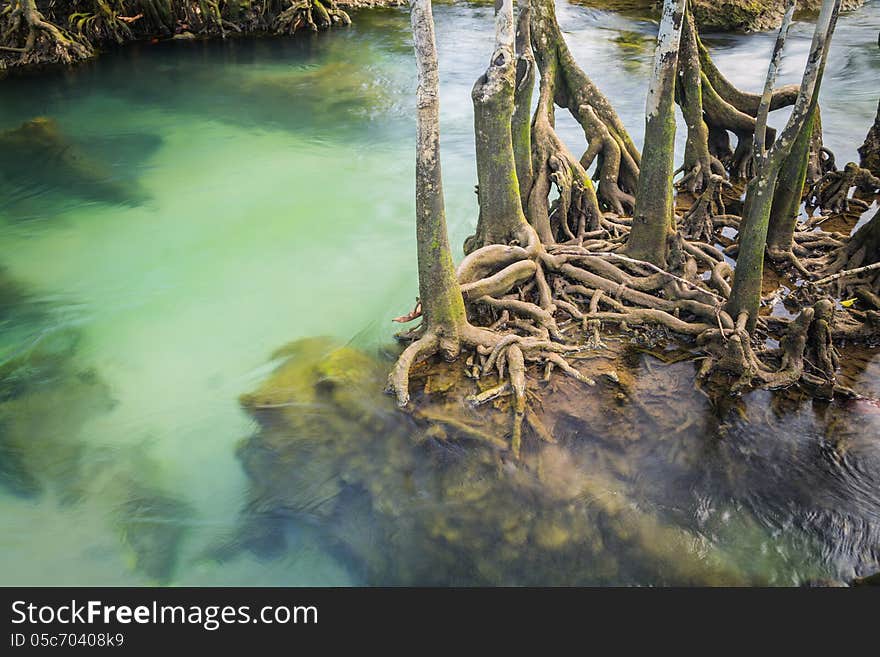 Klong song nam Pier where fresh and sea water are mixed. Klong song nam Pier where fresh and sea water are mixed