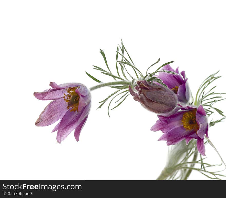 Flower on white background