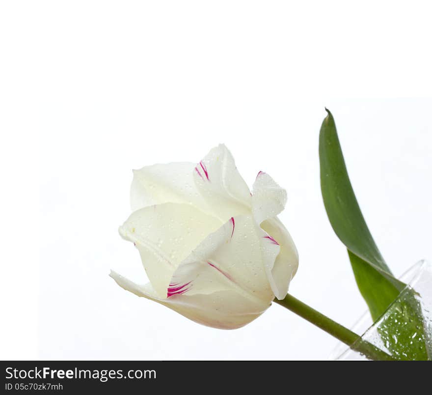 Tulip On White Background