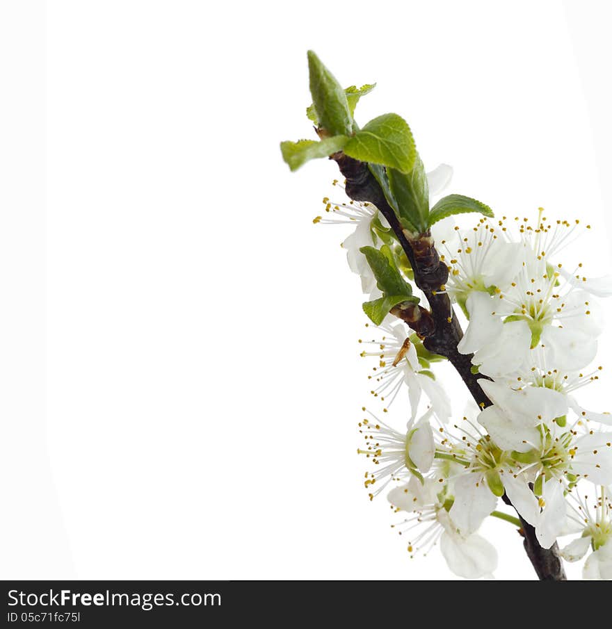 Flower on white background