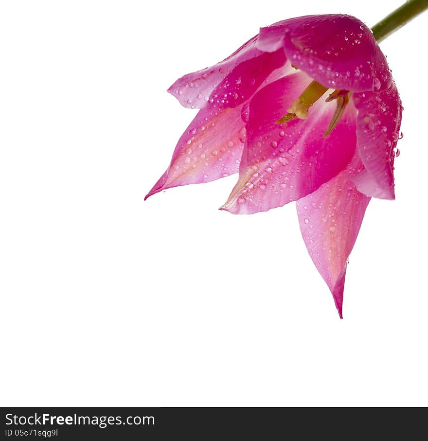 Tulip On White Background