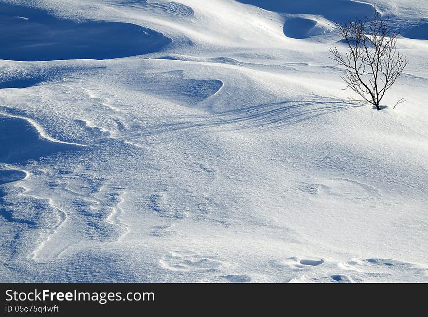 Shrubs and snow formations