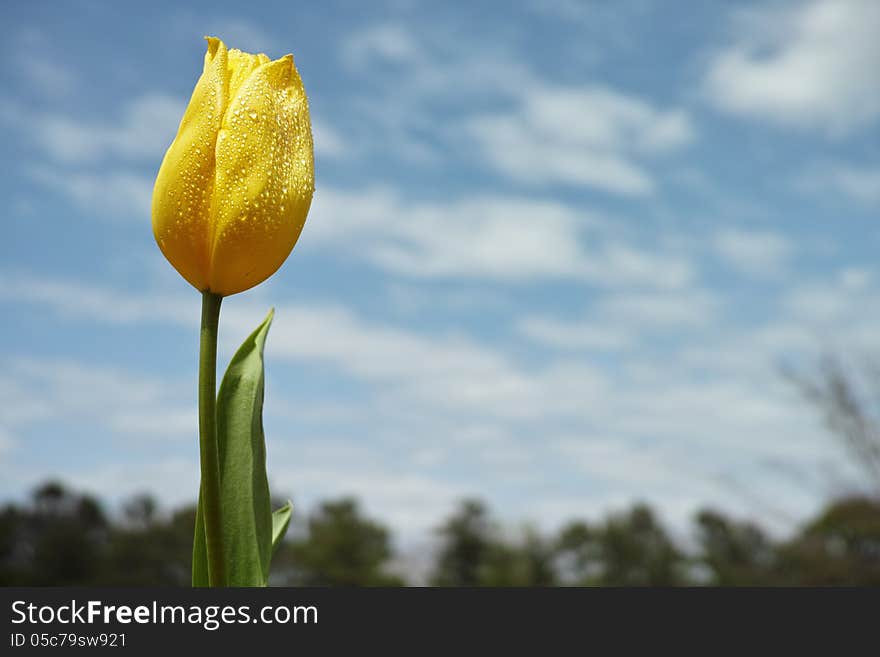 Yellow Tulip