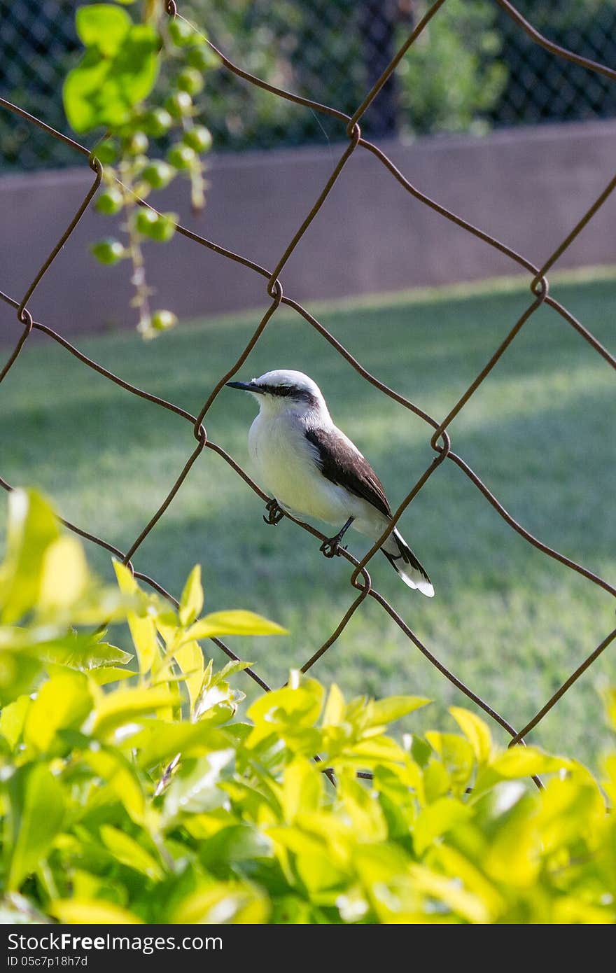 Bird perching on a fence