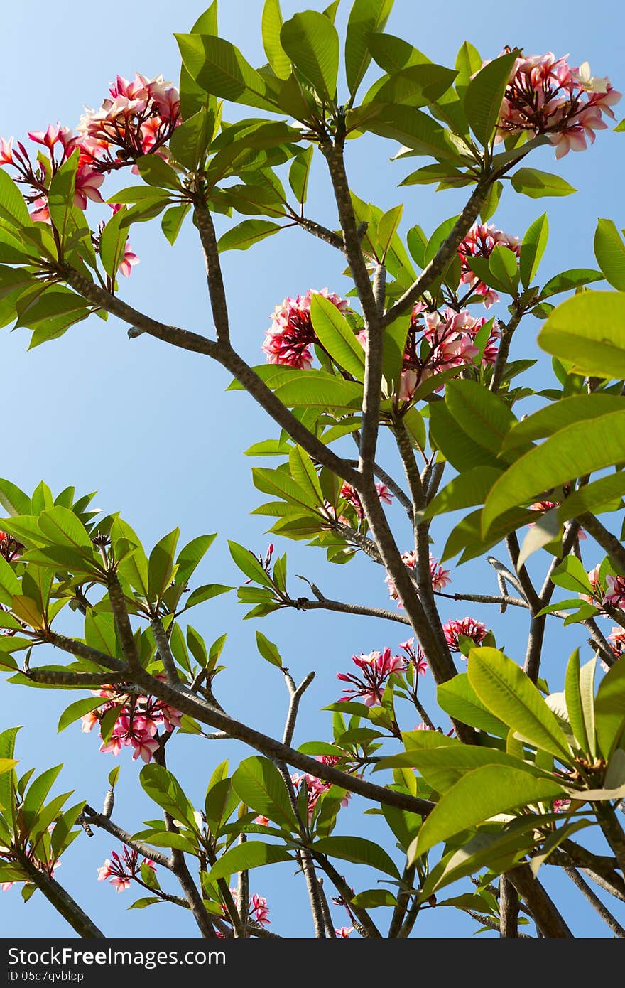 Flowering plumeria