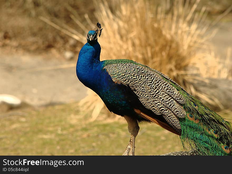 Colorful Peacock