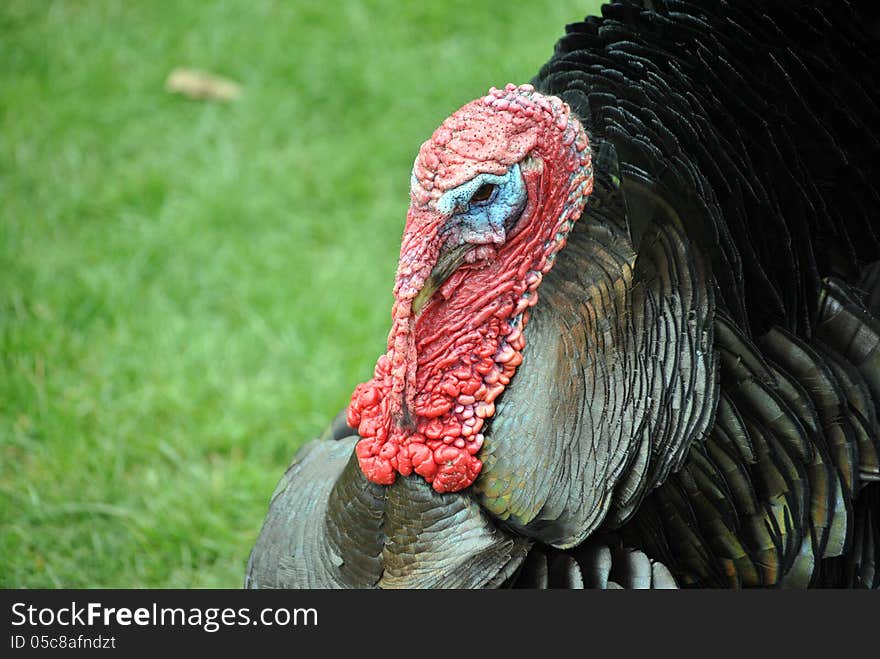 Turkey portrait with puffed feathers and red face.