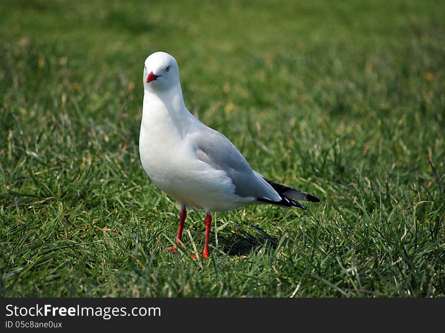 Single isolated seagull standing on short green grass. Single isolated seagull standing on short green grass.