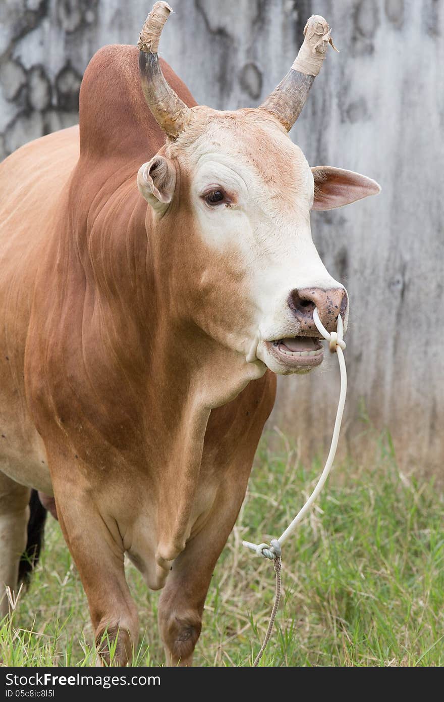 Red Cow in the field in Thailand