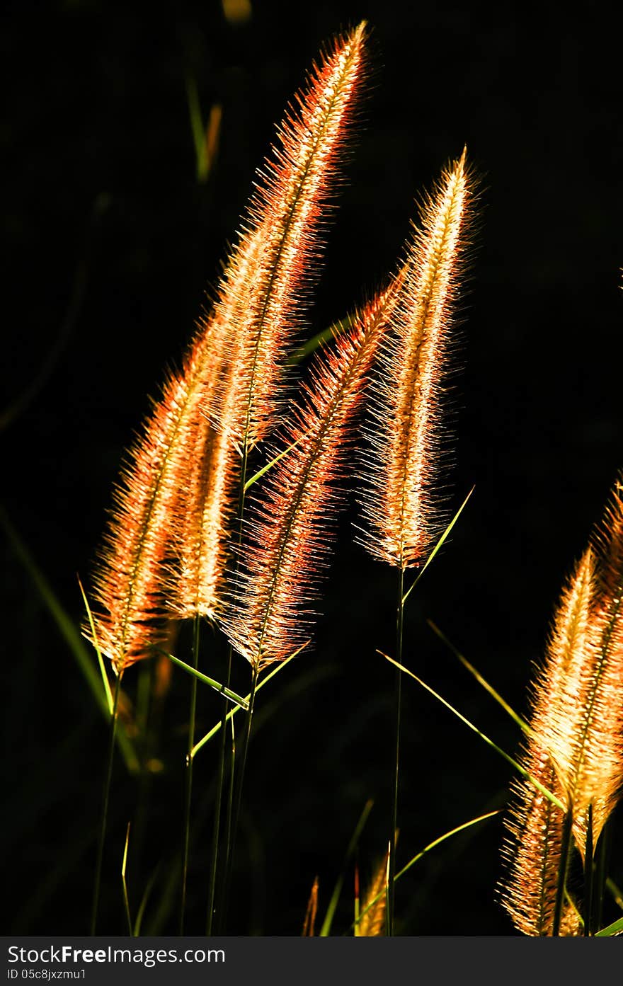 Grass Flower In The Golden Light