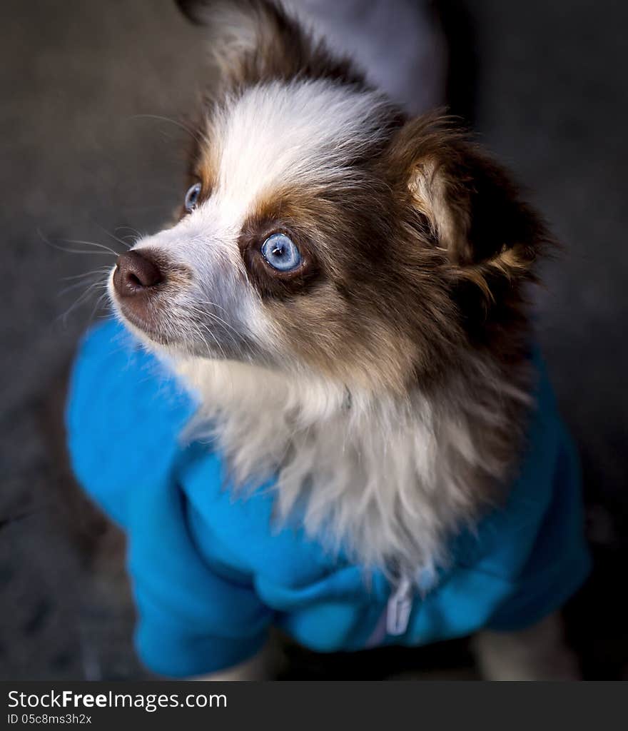 Dog with blue eyes