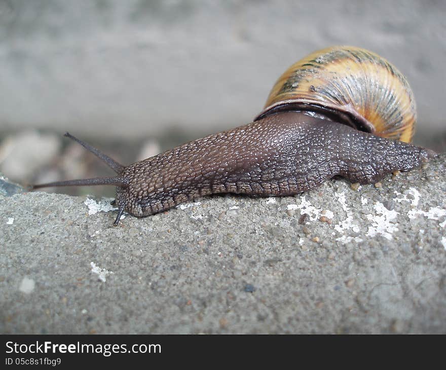 Snail crawling on the concrete.