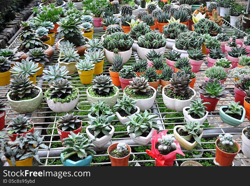 Cactuses in pots.