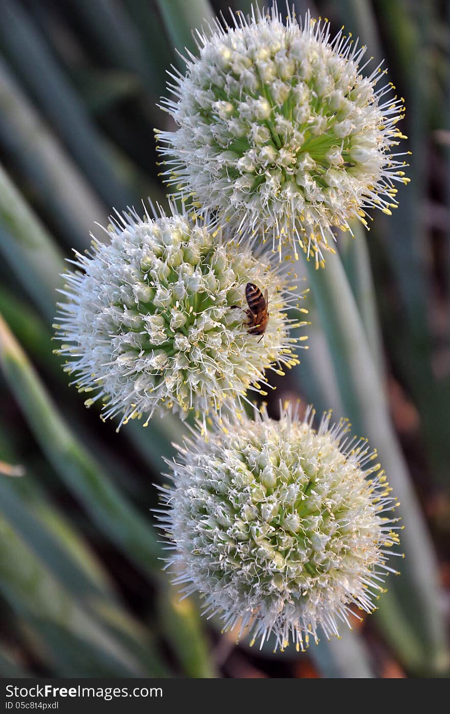 Three flowers of onions and a bee on one of them. Three flowers of onions and a bee on one of them.