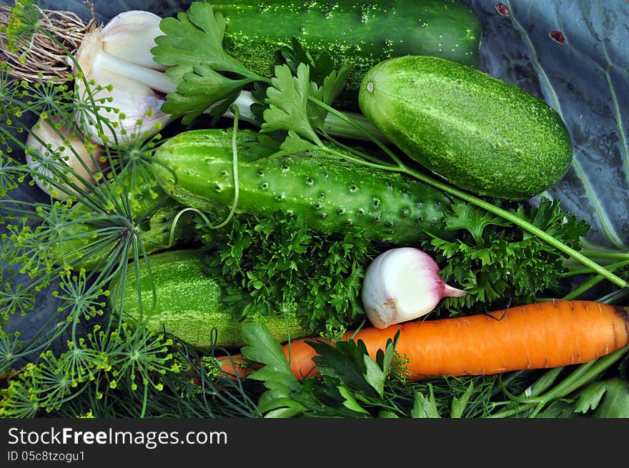 Cucumbers, carrots, garlic, dill and parsley on cabbage leaf. Cucumbers, carrots, garlic, dill and parsley on cabbage leaf.