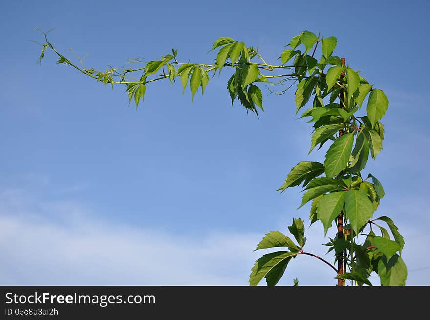 The green plant reaches for the sky. The green plant reaches for the sky.