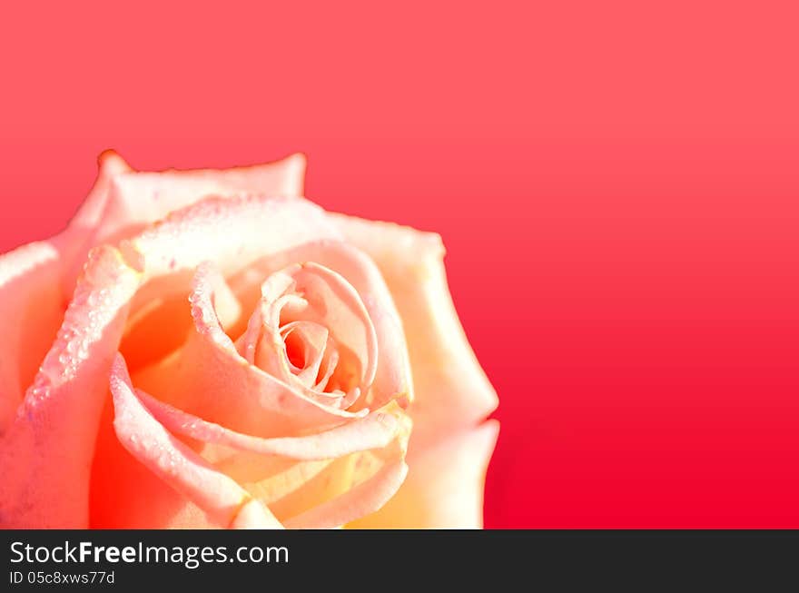 Rose flower isolated on orange background with dove or water drops on it. Rose flower isolated on orange background with dove or water drops on it