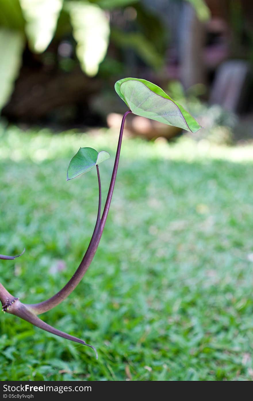 Araceae plant on green yard background