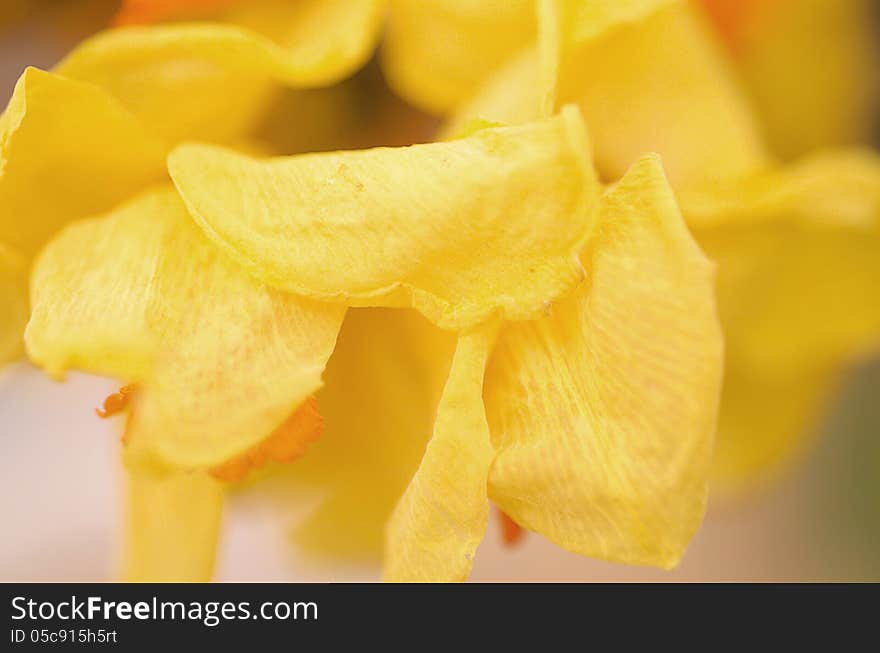 Abstract Detail Of Daffodils