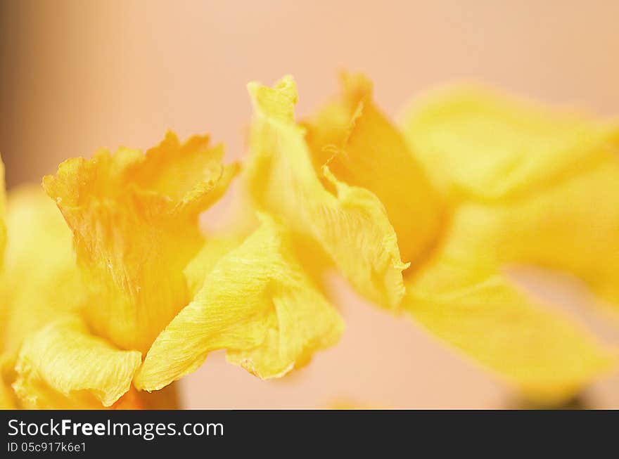 Abstract detail of Daffodils