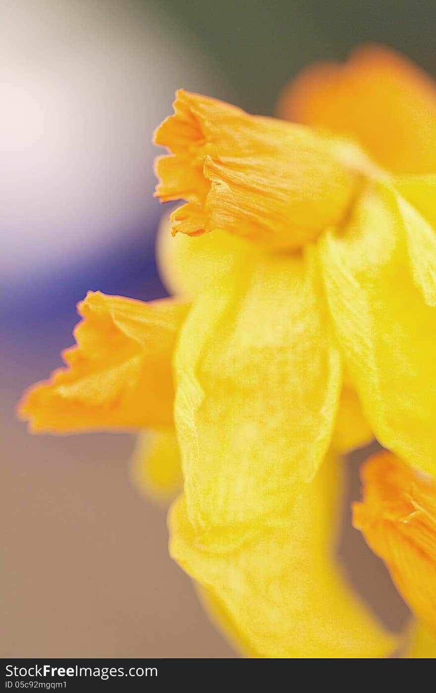 Abstract detail of Daffodils