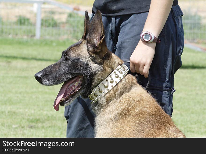 Fighting dog Belgian Malinois Breed ready for operation