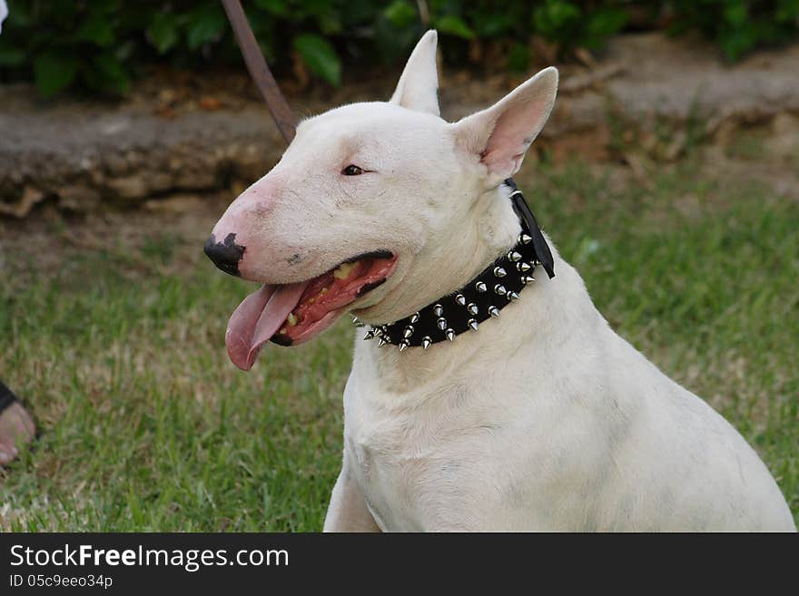 Fighting dog Bull Terrier Breed ready for operation
