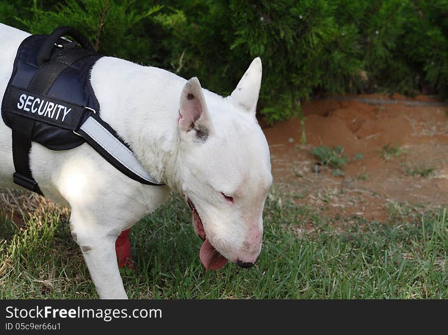 Fighting dog Bull Terrier Breed ready for operation