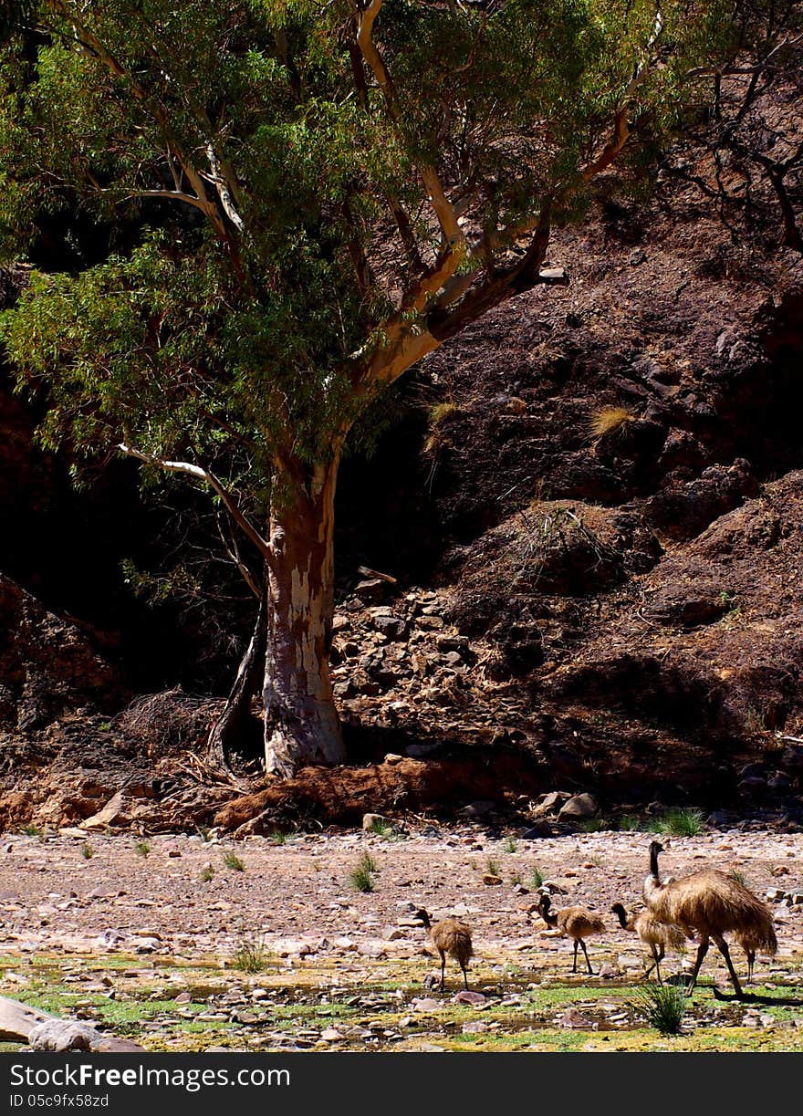 Emus in the Parachilna Gorge