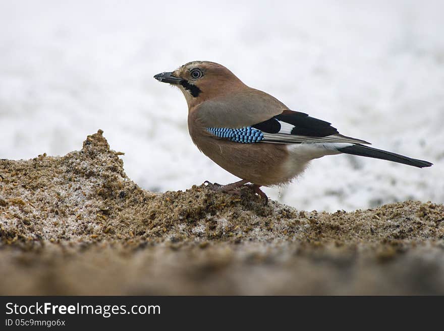 The Eurasian Jay &x28;Garrulus Glandarius&x29;