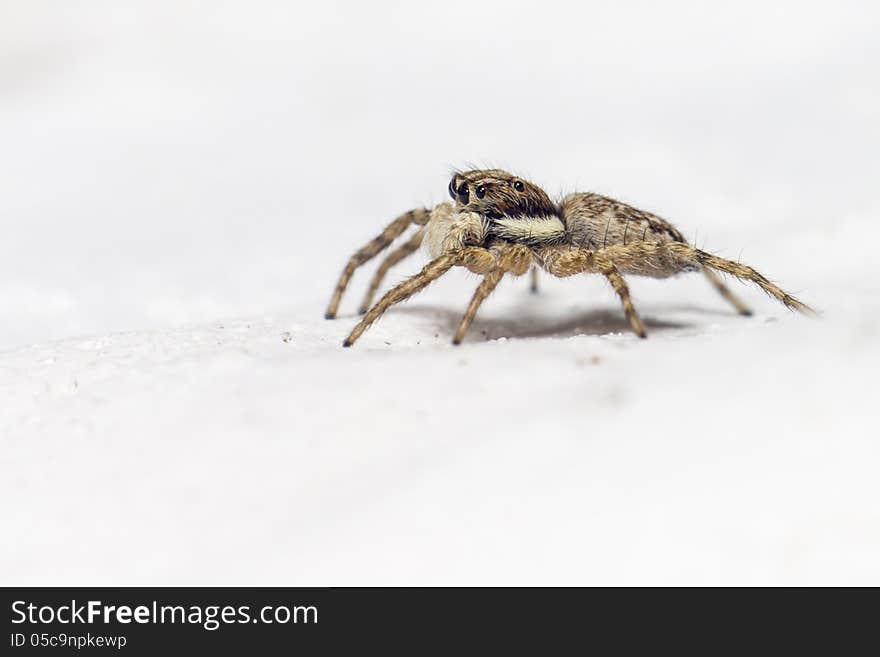 Portrait of a jumping spider &x28;Salticus scenicus&x29