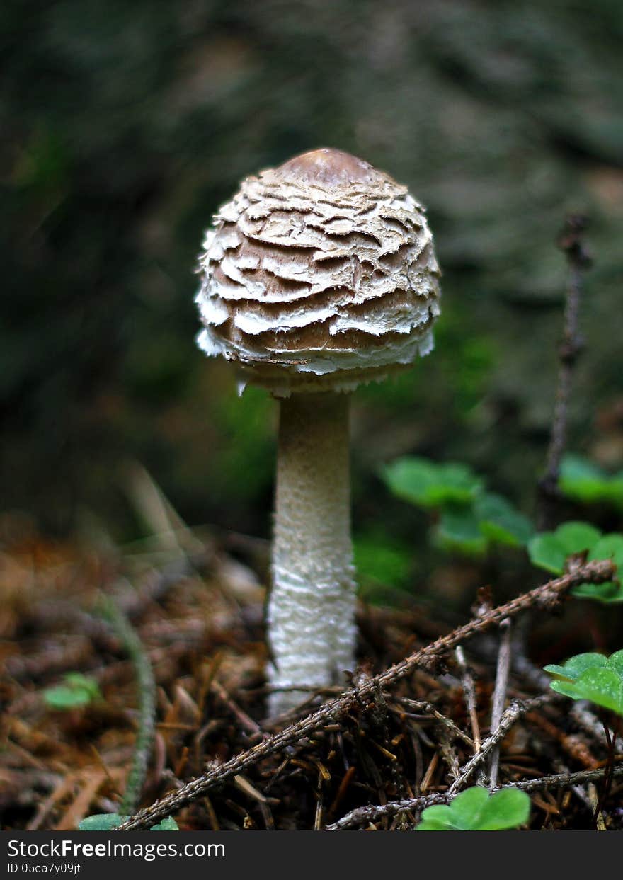 Mushroom