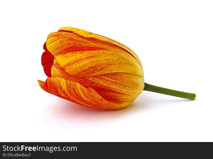 Orange tulip on white background