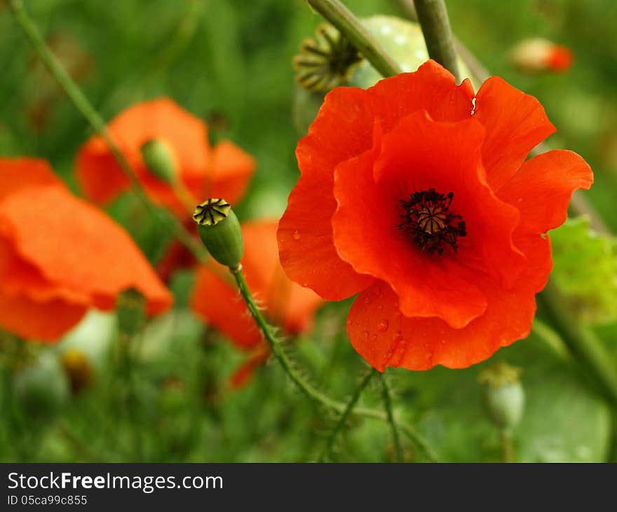 Red poppy